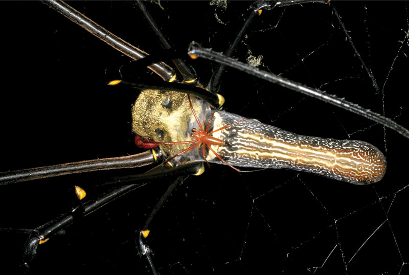 Illustration for article titled Scientists Discover the Largest Orbweaving Spider in the World